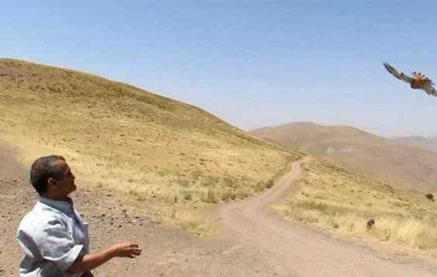 رهاسازی چهار دلیجه تیمار شده در طبیعت استان قزوین رهاسازی چهار دلیجه تیمار گردیده در طبیعت استان قزوین