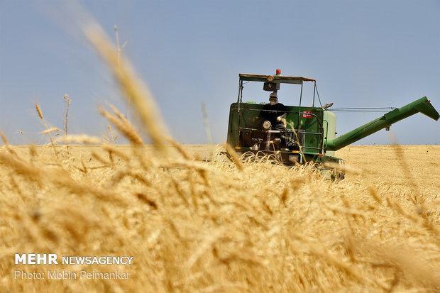 بیش از 104 میلیارد ریال پول گندم کاران گلستانی باقی مانده است بیش از 104 میلیارد ریال پول گندم کاران گلستانی باقی مانده است
