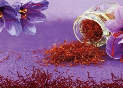 خرید روزانه 20 تن گل زعفران در خراسان رضوی