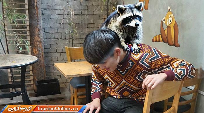 کافه حیوانات؛از گربه و خرگوش تا جوجه تیغی ، مار و جغد! ، تصاویر