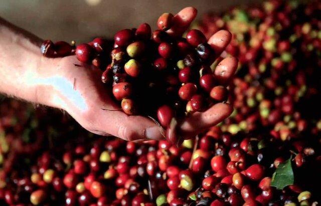 بزرگترین تولیدکنندگان دانه قهوه دنیا کدامند؟