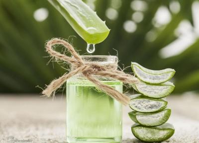 آلوئه ورا گیاهی برای تقویت مو