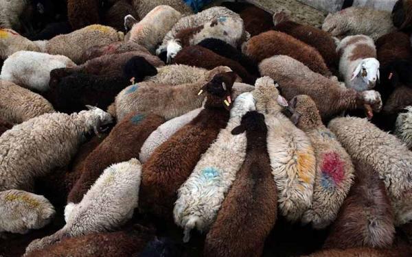 افزایش سرقت گوسفند ، دزدها گوسفندان را قاچاق می نمایند!
