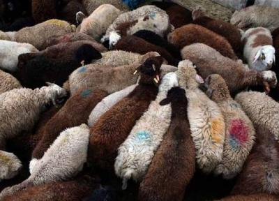 افزایش سرقت گوسفند ، دزدها گوسفندان را قاچاق می نمایند!