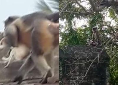 ماجرای عجیب کشتار سگ ها به وسیله میمون ها