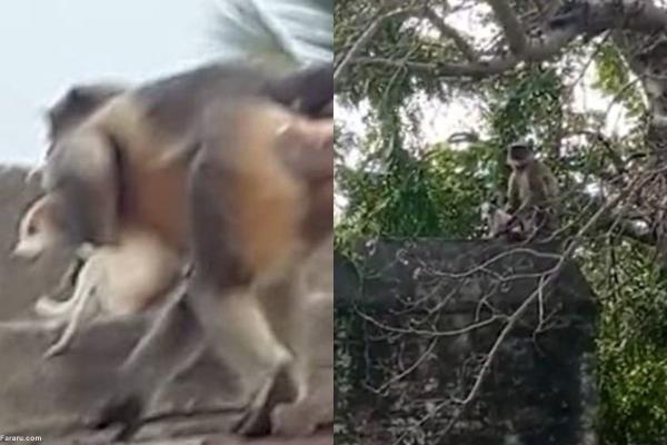ماجرای عجیب کشتار سگ ها به وسیله میمون ها