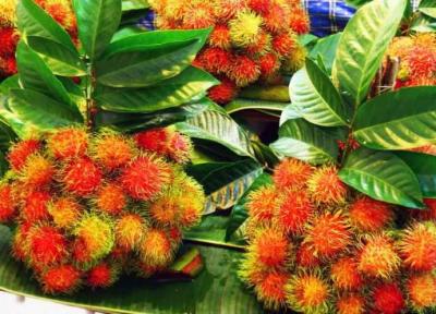 تور لحظه آخری تایلند: با 20 میوه خارق العاده تایلندی آشنا شوید (بخش اول)
