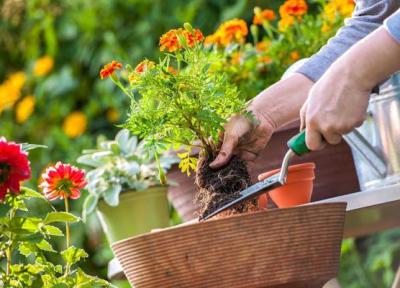 باغبانی اضطراب را کاهش می دهد؟ (طراح خانه ویلایی)