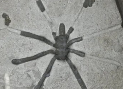 160میلیون سال قبل عنکبوت ها چه شکلی بودند؟