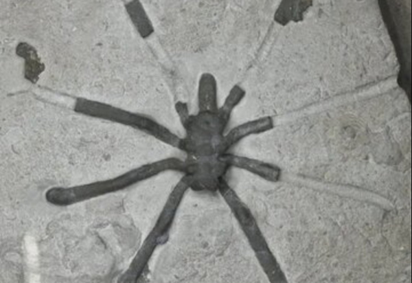 160میلیون سال قبل عنکبوت ها چه شکلی بودند؟