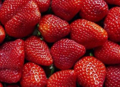 6 ترفند افزایش ماندگاری توت فرنگی